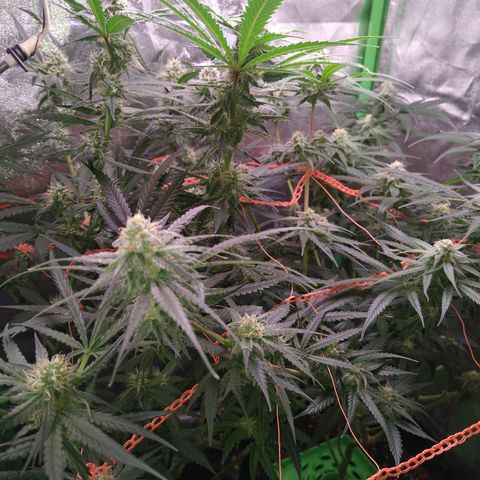 Jack 47 F1 Fast Version growlog timeline photo