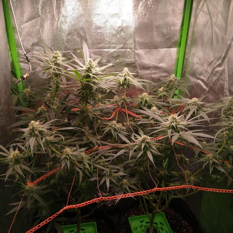 Jack 47 F1 Fast Version growlog timeline photo