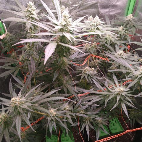 Jack 47 F1 Fast Version growlog timeline photo