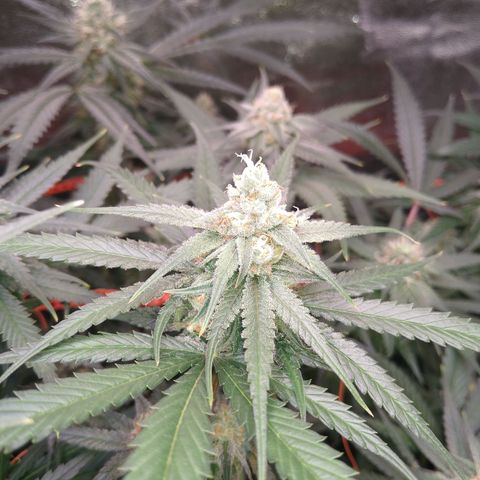 Jack 47 F1 Fast Version growlog timeline photo