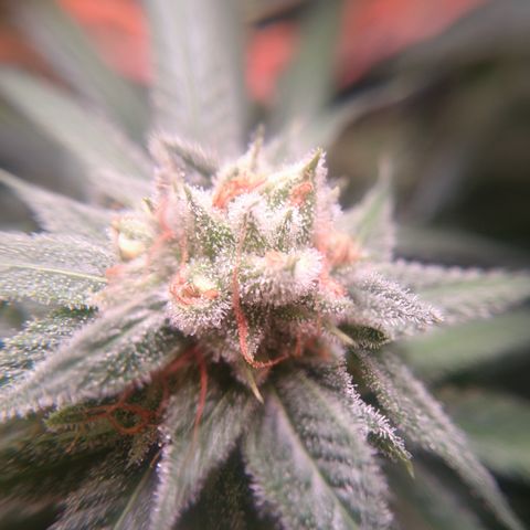 Jack 47 F1 Fast Version growlog timeline photo