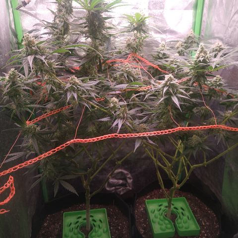 Jack 47 F1 Fast Version growlog timeline photo