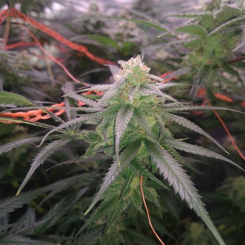 Jack 47 F1 Fast Version growlog timeline photo