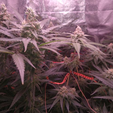 Jack 47 F1 Fast Version growlog timeline photo