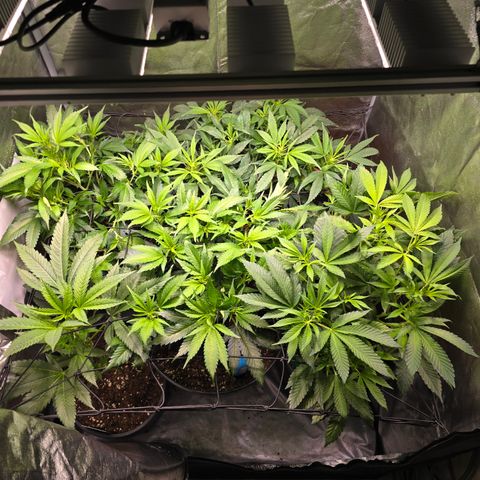 Blue Zushi growlog photo: Defoil