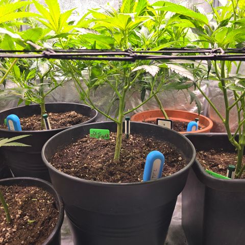 Blue Zushi growlog timeline photo