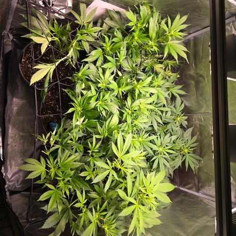 Blue Zushi growlog photo: Defoil