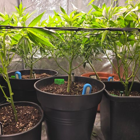 Blue Zushi growlog photo: Defoil 