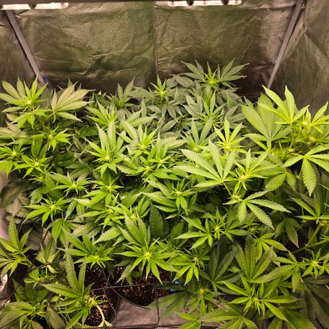 Blue Zushi growlog timeline photo