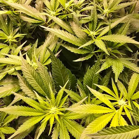 Blue Zushi growlog timeline photo