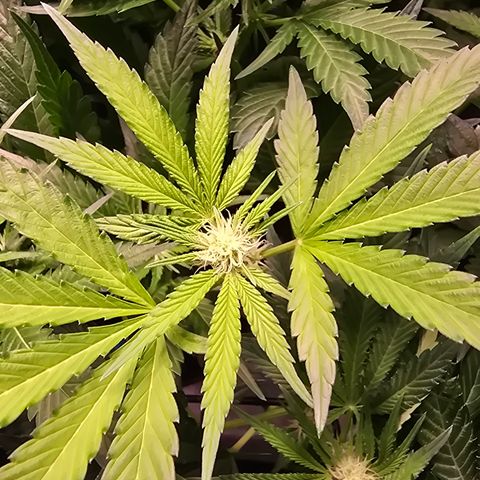 Blue Zushi growlog timeline photo