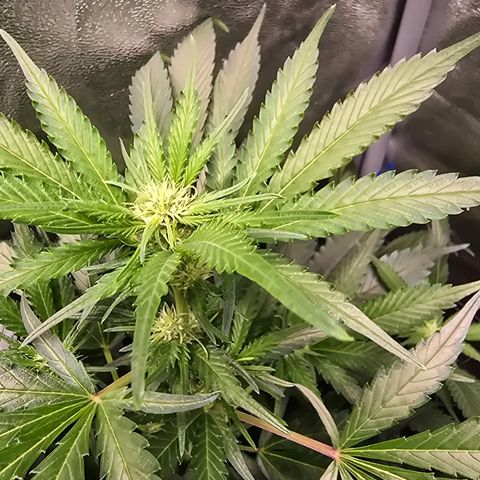 Blue Zushi growlog timeline photo