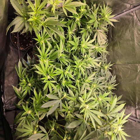 Blue Zushi growlog timeline photo