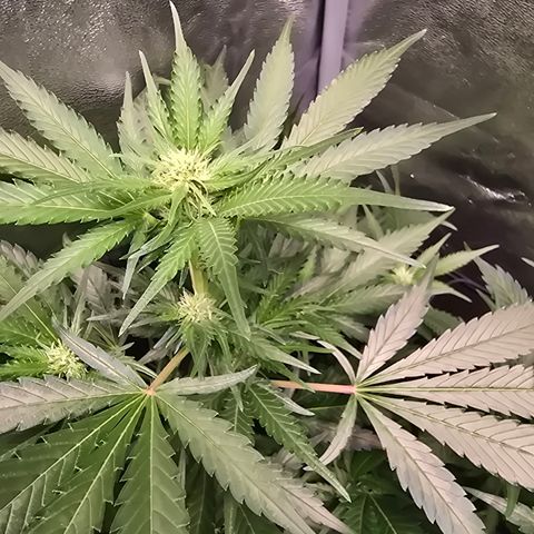 Blue Zushi growlog timeline photo
