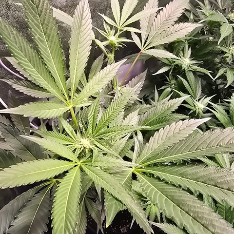 Blue Zushi growlog photo: Brus