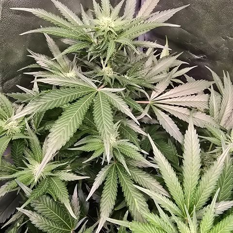 Blue Zushi growlog timeline photo