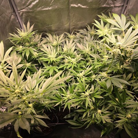 Blue Zushi growlog timeline photo