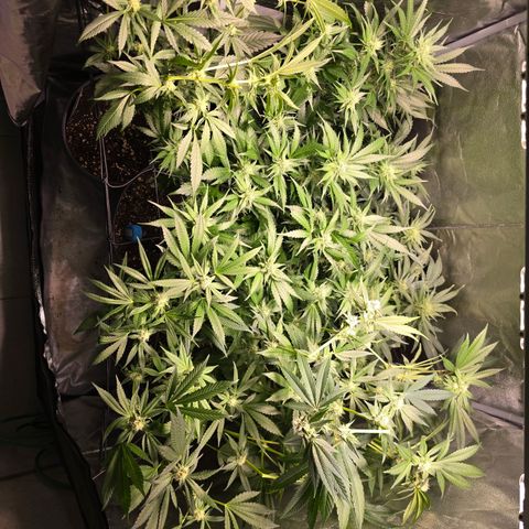 Blue Zushi growlog photo: Nachher