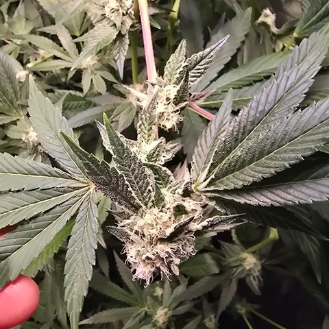 Blue Zushi growlog timeline photo