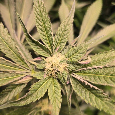 Blue Zushi growlog timeline photo