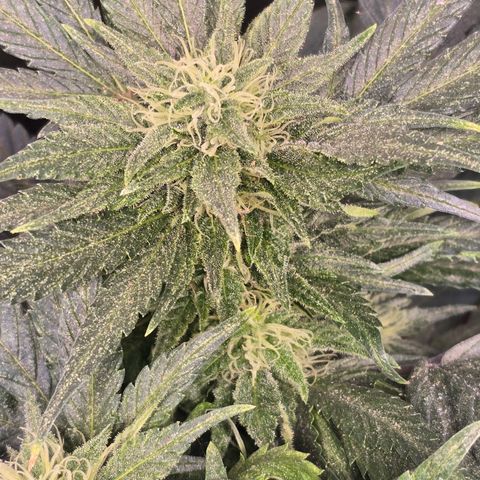 Blue Zushi growlog timeline photo