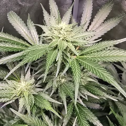Blue Zushi growlog timeline photo