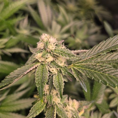 Blue Zushi growlog timeline photo