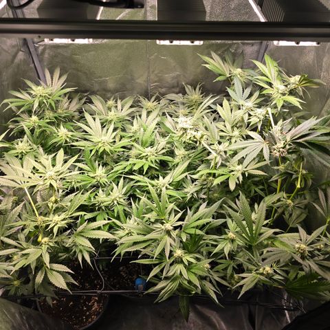 Blue Zushi growlog timeline photo