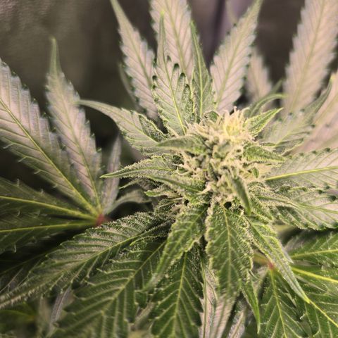 Blue Zushi growlog timeline photo
