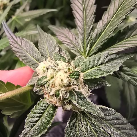 Blue Zushi growlog timeline photo