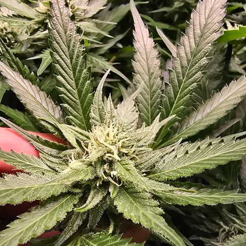 Blue Zushi growlog timeline photo