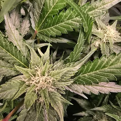 Blue Zushi growlog timeline photo