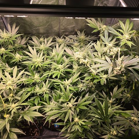 Blue Zushi growlog timeline photo