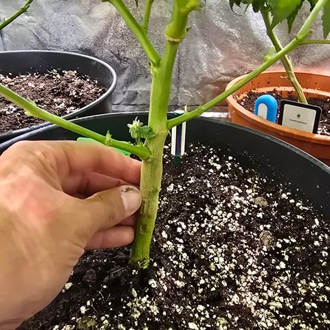 Blue Zushi growlog timeline photo