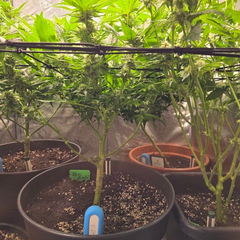 Blue Zushi growlog timeline photo