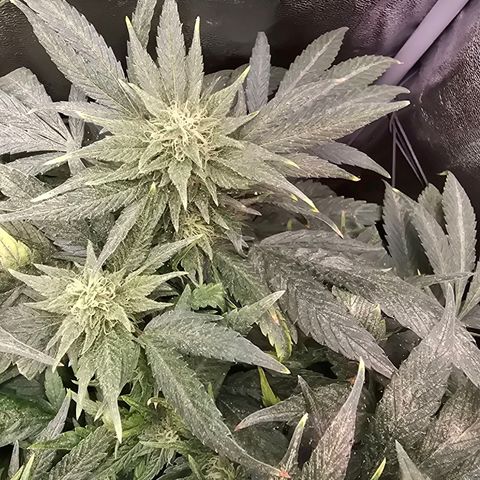 Blue Zushi growlog timeline photo