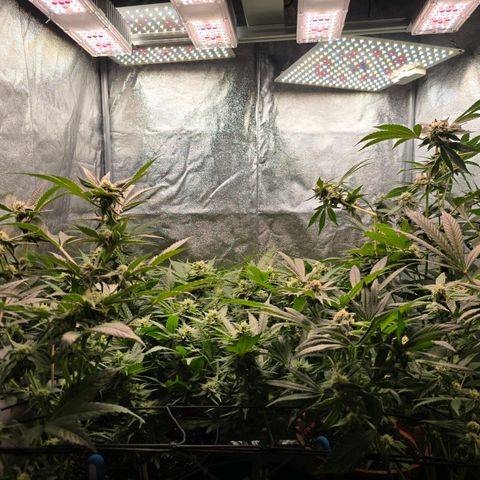 Blue Zushi growlog timeline photo