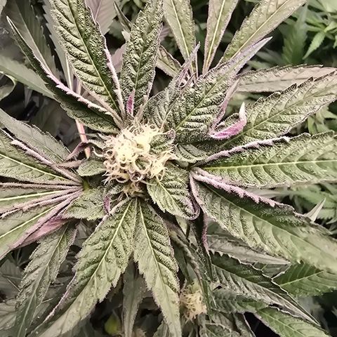 Blue Zushi growlog timeline photo