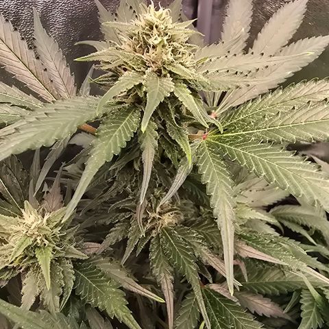Blue Zushi growlog timeline photo