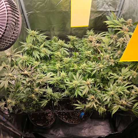 Blue Zushi growlog photo: Nach dem. Putzen