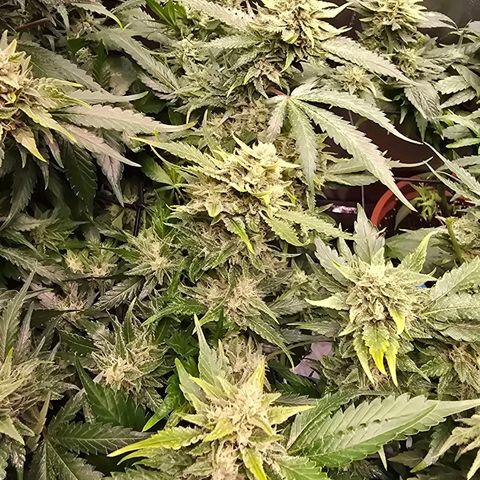 Blue Zushi growlog timeline photo