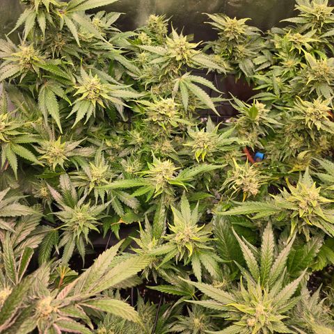 Blue Zushi growlog timeline photo
