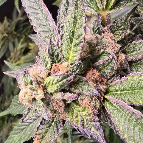 Blue Zushi growlog timeline photo