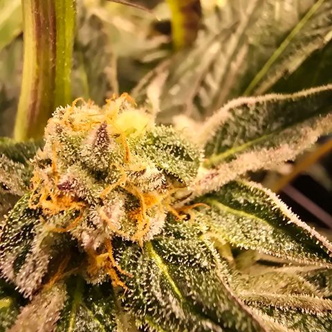 Blue Zushi growlog timeline photo