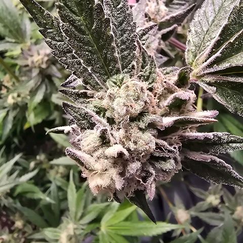 Blue Zushi growlog timeline photo