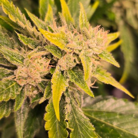Blue Zushi growlog timeline photo