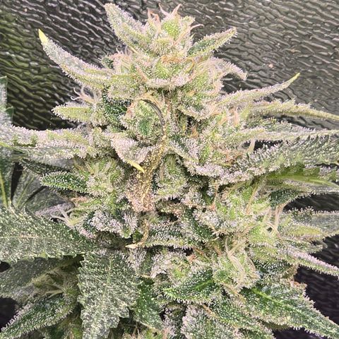 Blue Zushi growlog timeline photo