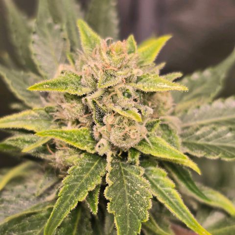 Blue Zushi growlog timeline photo