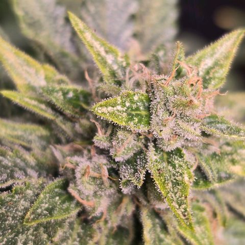 Blue Zushi growlog timeline photo