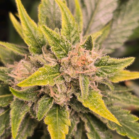 Blue Zushi growlog timeline photo